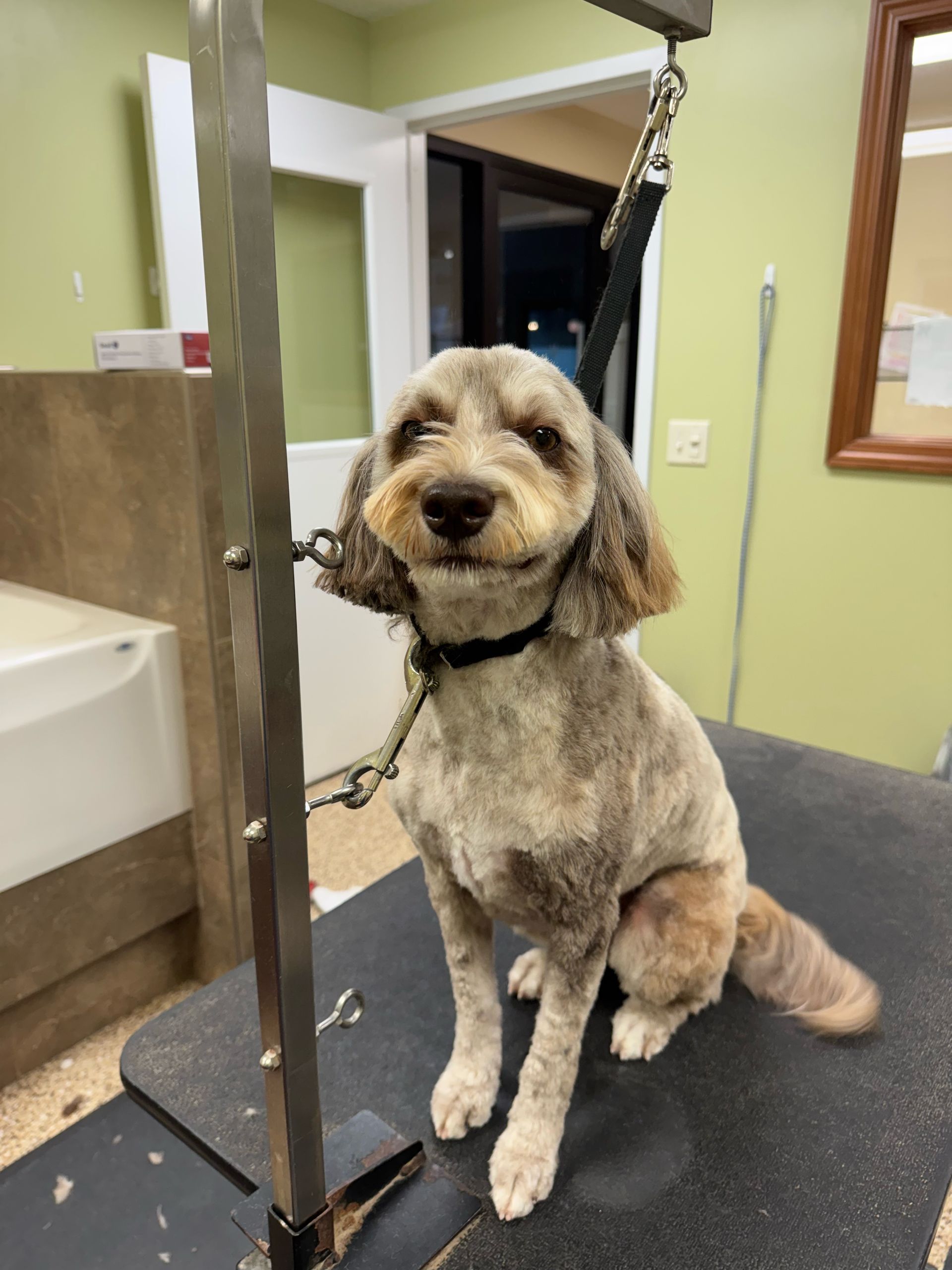 Smiling, groomed dog with patterned fur sits on a grooming table, looking forward.