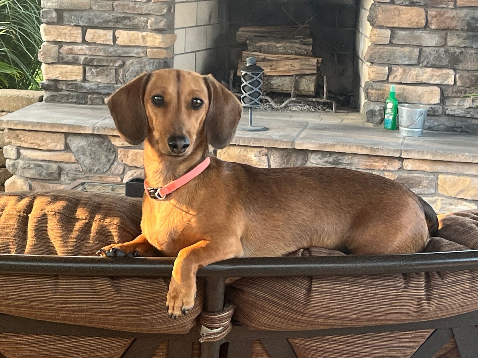 A dachshund with a pink collar rests on a wicker chair.  The dog has brown fur and looks at the camera with a stone fireplace in the background.