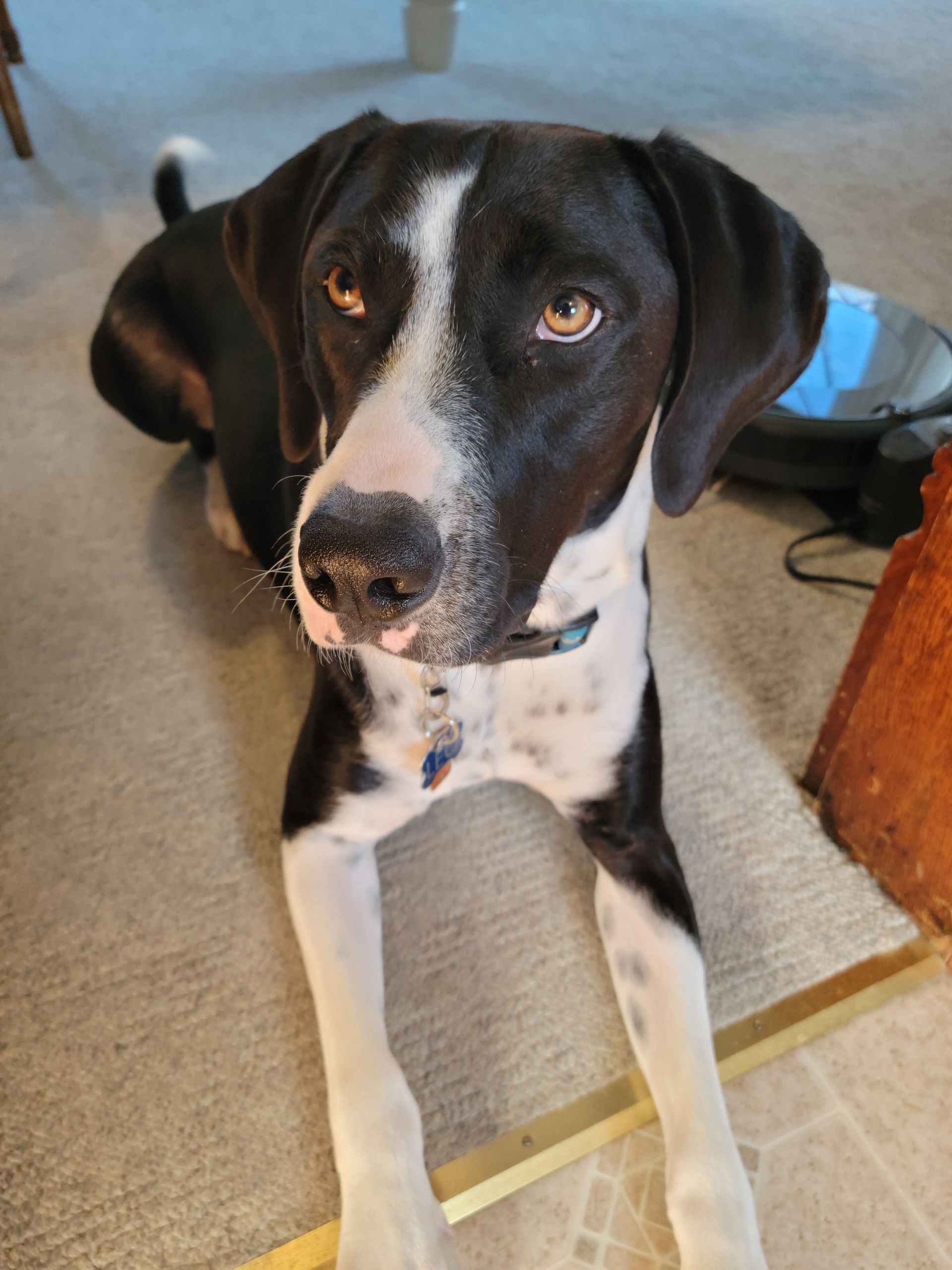 Black and white dog with a white face and chest, brown eyes, lying on a light carpet, looking at the camera.
