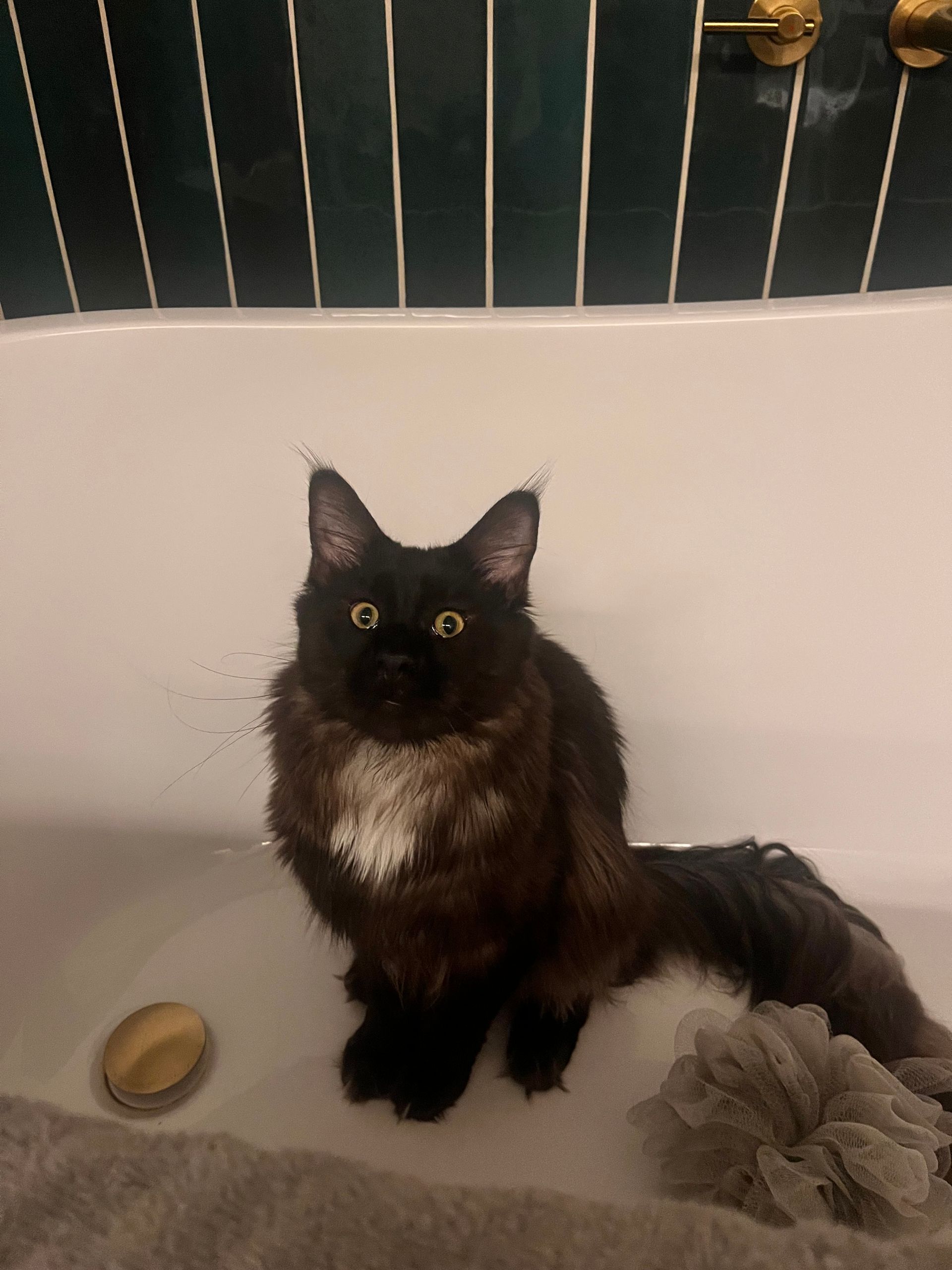 Black cat sitting in a bathtub with a white patch on its chest. The cat looks directly at the viewer.