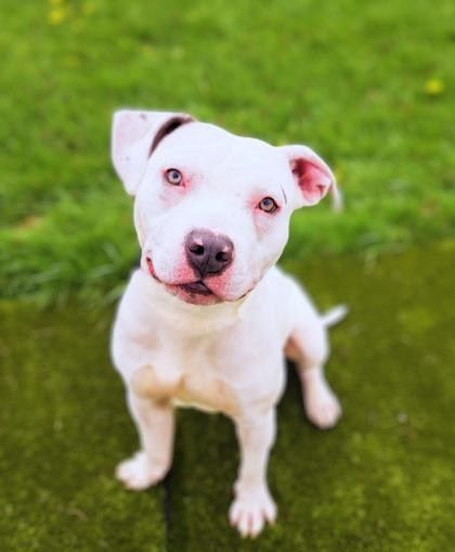 White pit bull puppy with brown markings, sitting on green grass and looking up with a curious expression.