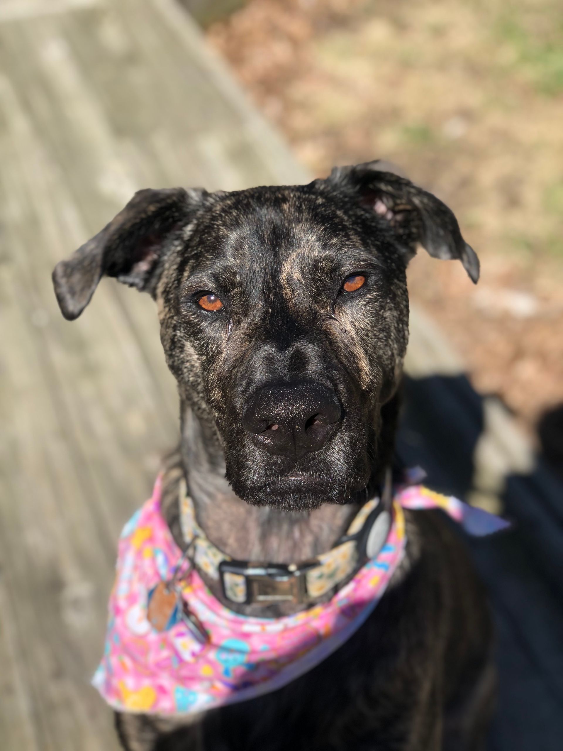 Brindle dog wearing a pink floral bandana, looking intently at the camera. Outdoors on a wooden deck.
