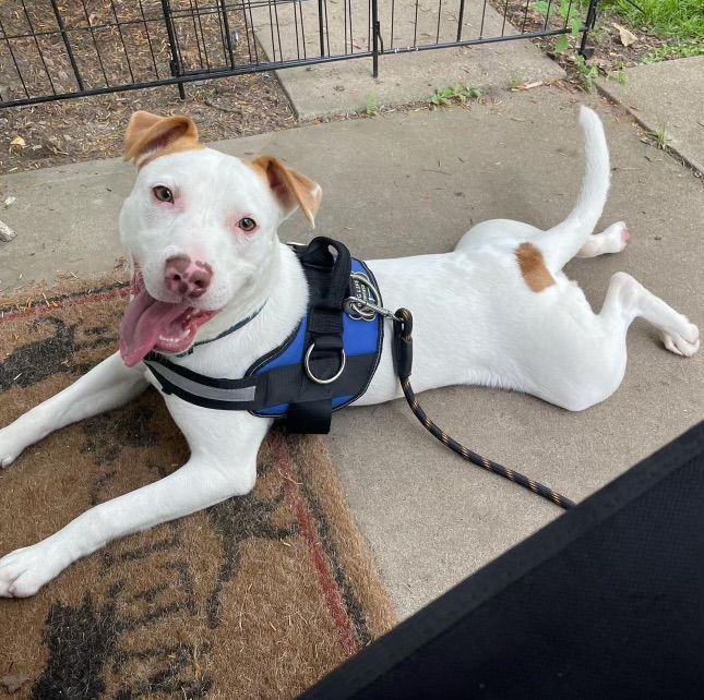White dog with brown markings and tongue out, wearing a blue harness, lying on a rug outdoors.