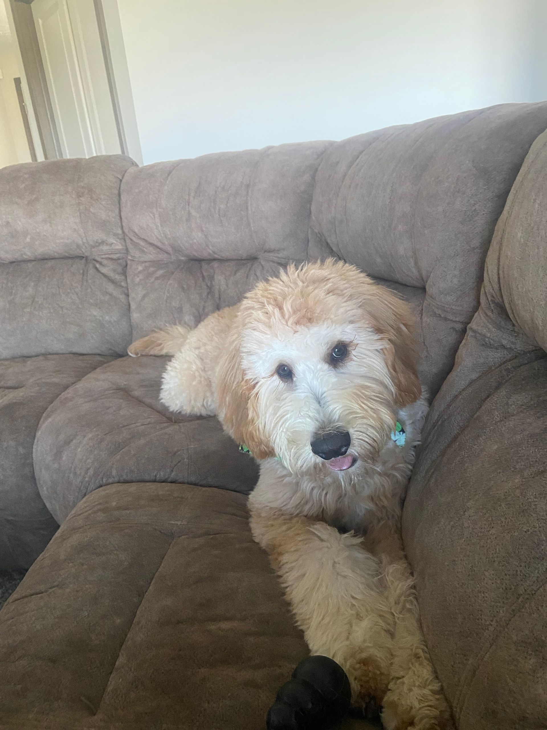 Golden doodle dog with its tongue out, lounging on a brown sectional sofa.