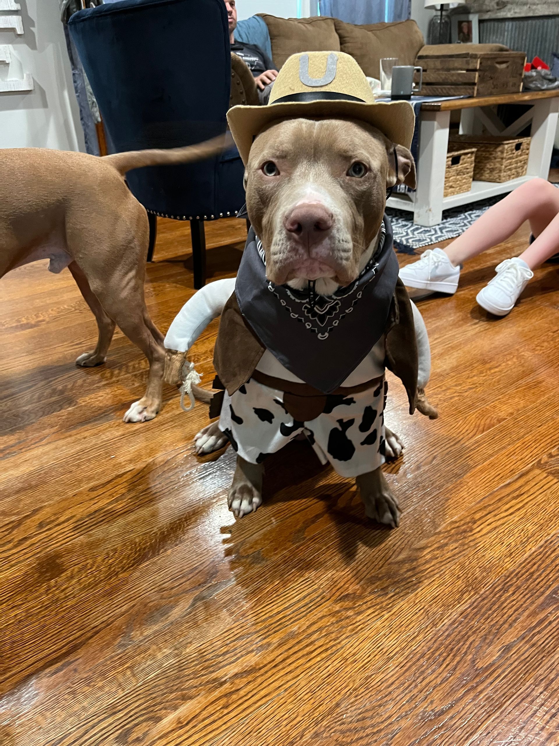 Dog dressed as a cowboy, wearing a hat and vest, standing on a wooden floor. Another dog and person's legs are in the background.