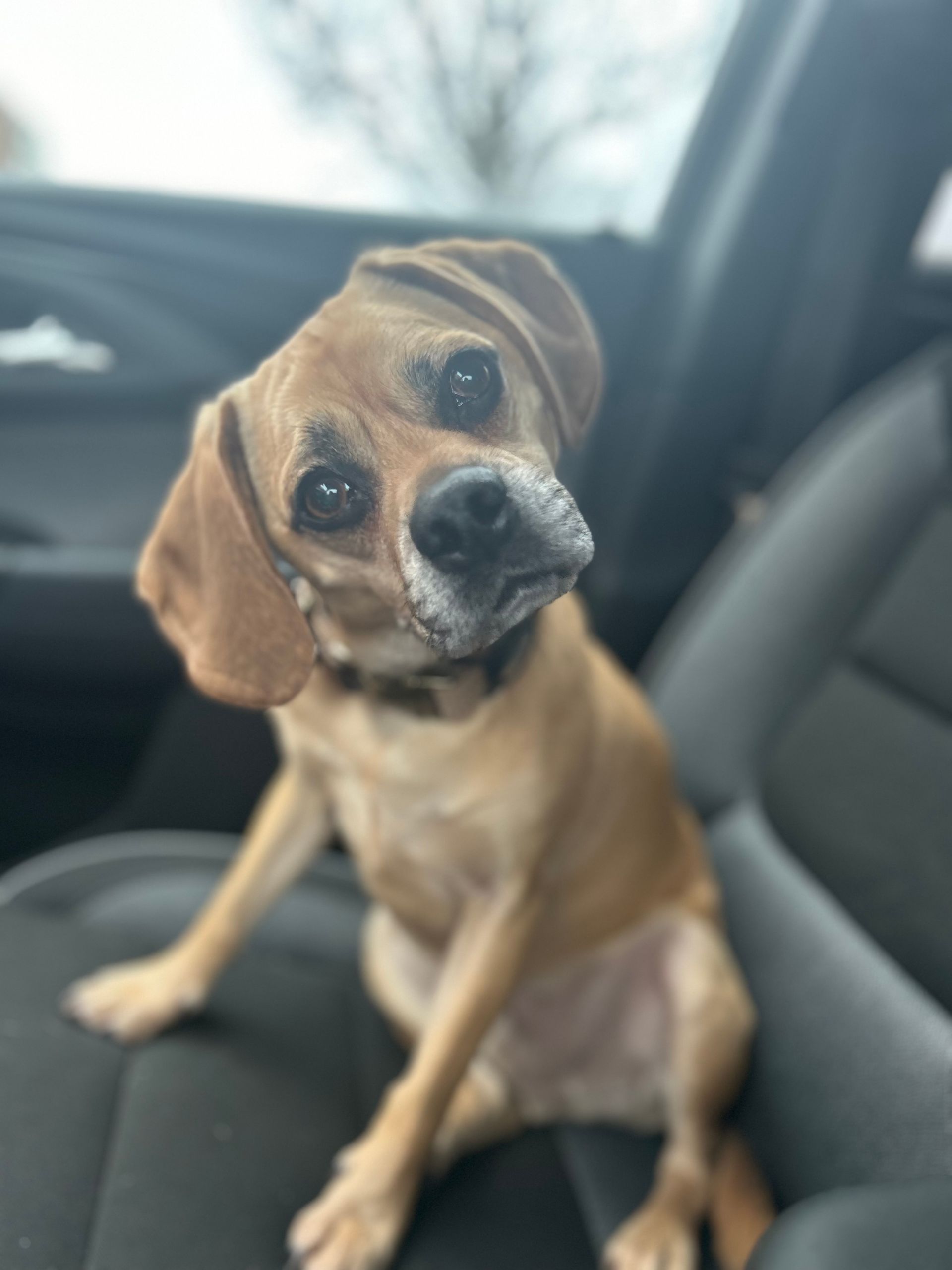 Brown and white dog sitting in a car, tilting its head with a curious expression.