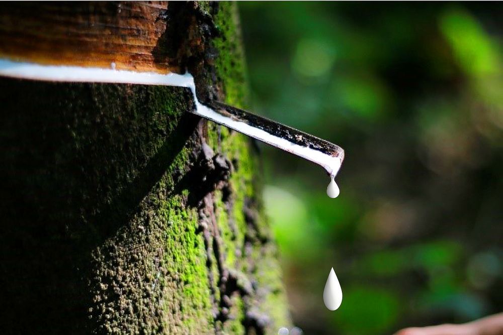 natural rubbers that will be used for bio-based adhesives