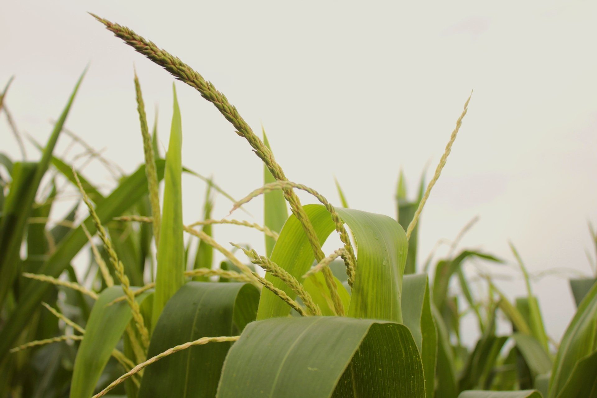 How can businesses reduce their carbon footprint with biosolvents made from corn?