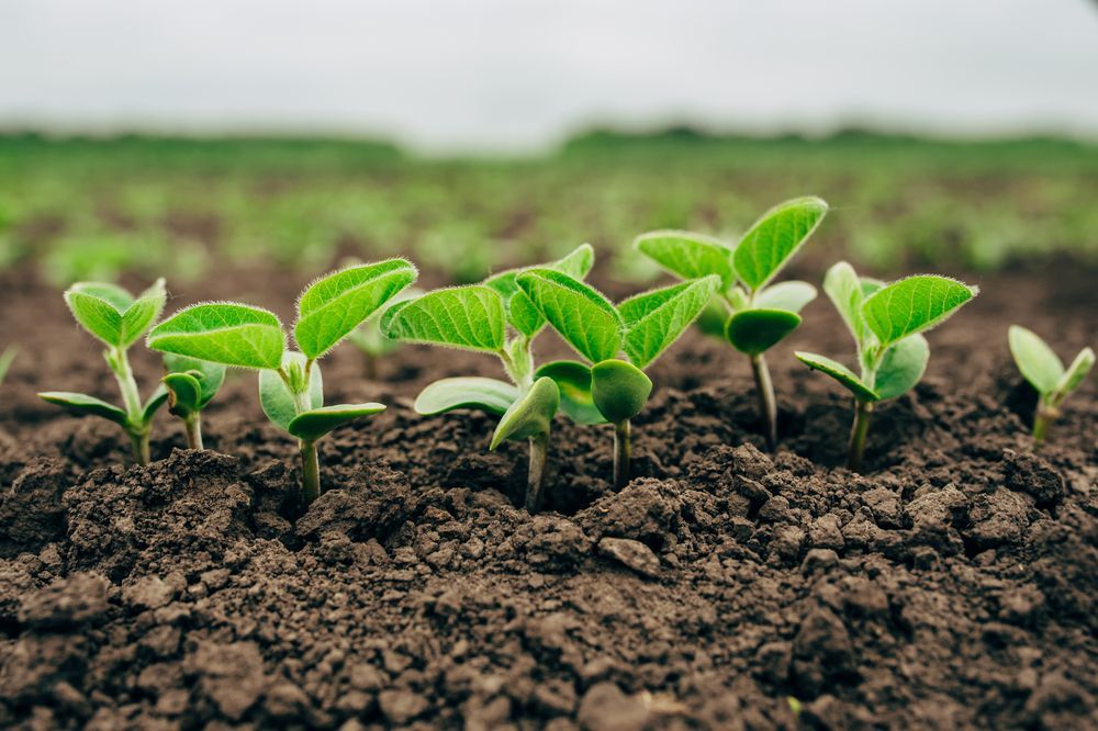 soybean crops to show an example of natural esters 