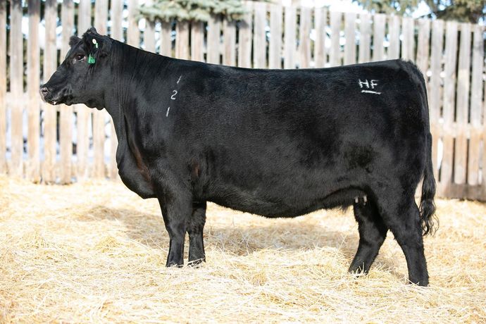 Pentire Angus,Registered Angus Bulls and Females, Singleton Hunter ...