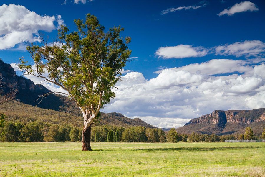A Tree in The Middle of A Grassy Field with Mountains in The Background — Maison Property Management in Muswellbrook, NSW