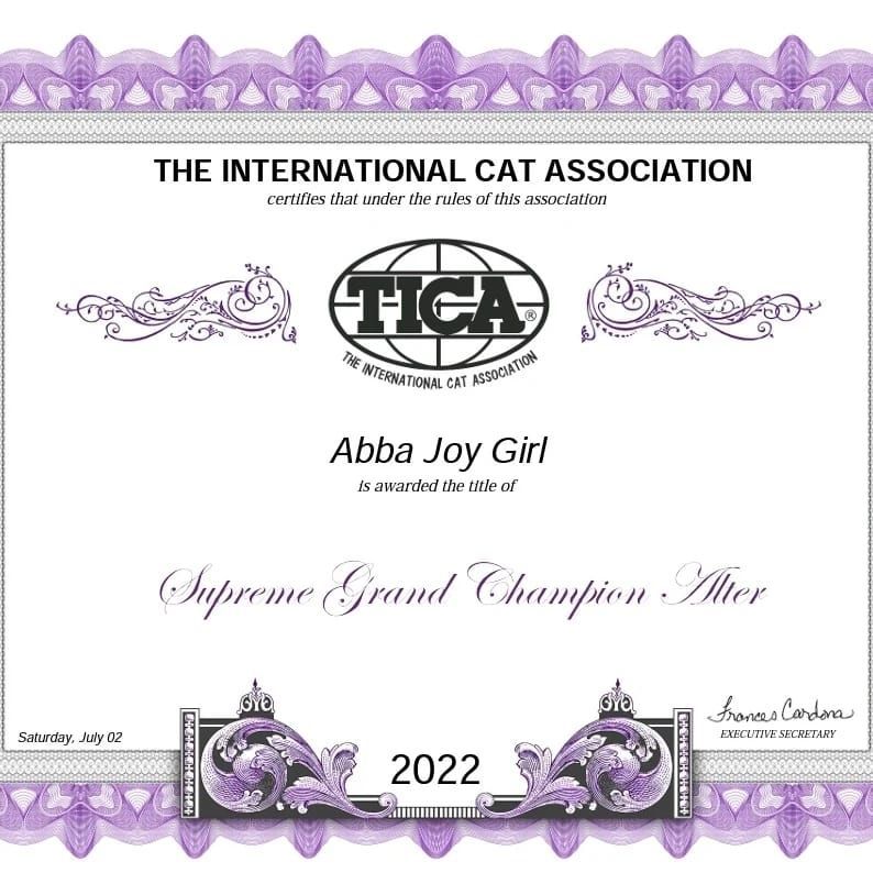 Un collage de imágenes de gatos y personas sosteniendo cintas.