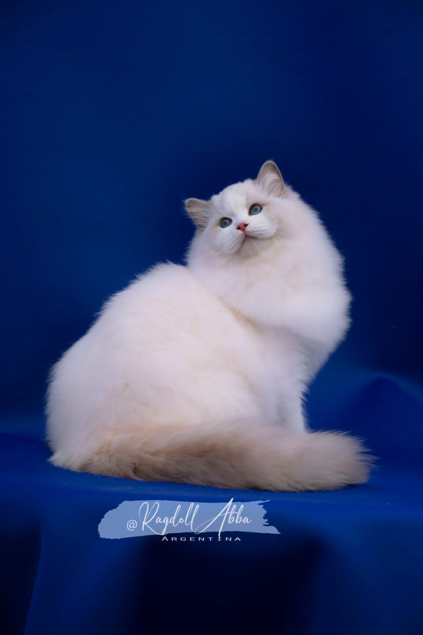 Ragdoll Abba
