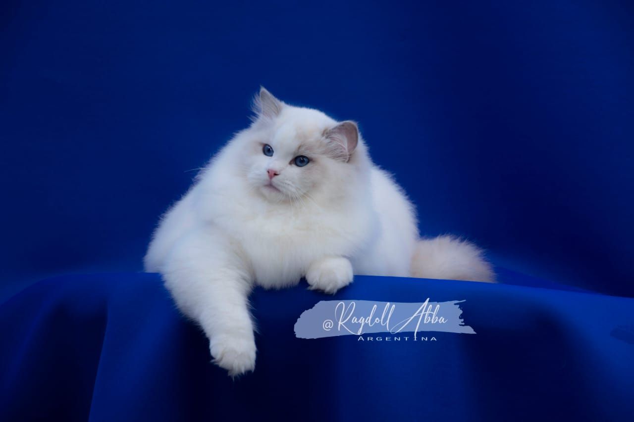 Ragdoll Abba