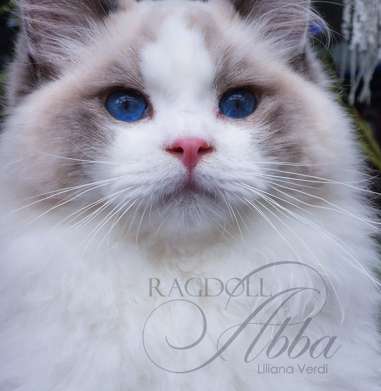 Ragdoll Abba