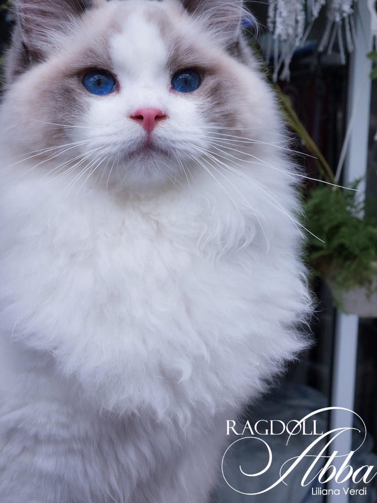Ragdoll Abba
