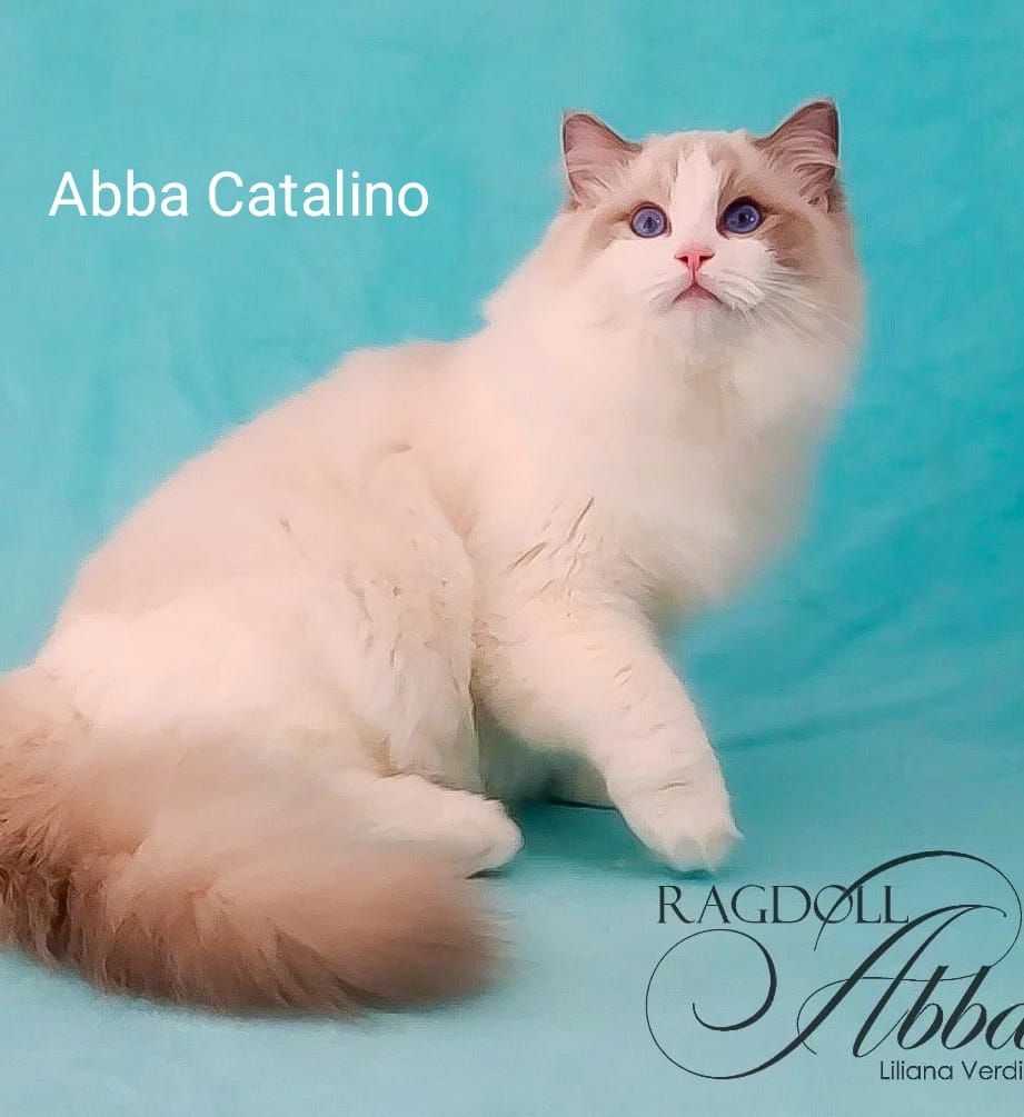 Ragdoll Abba