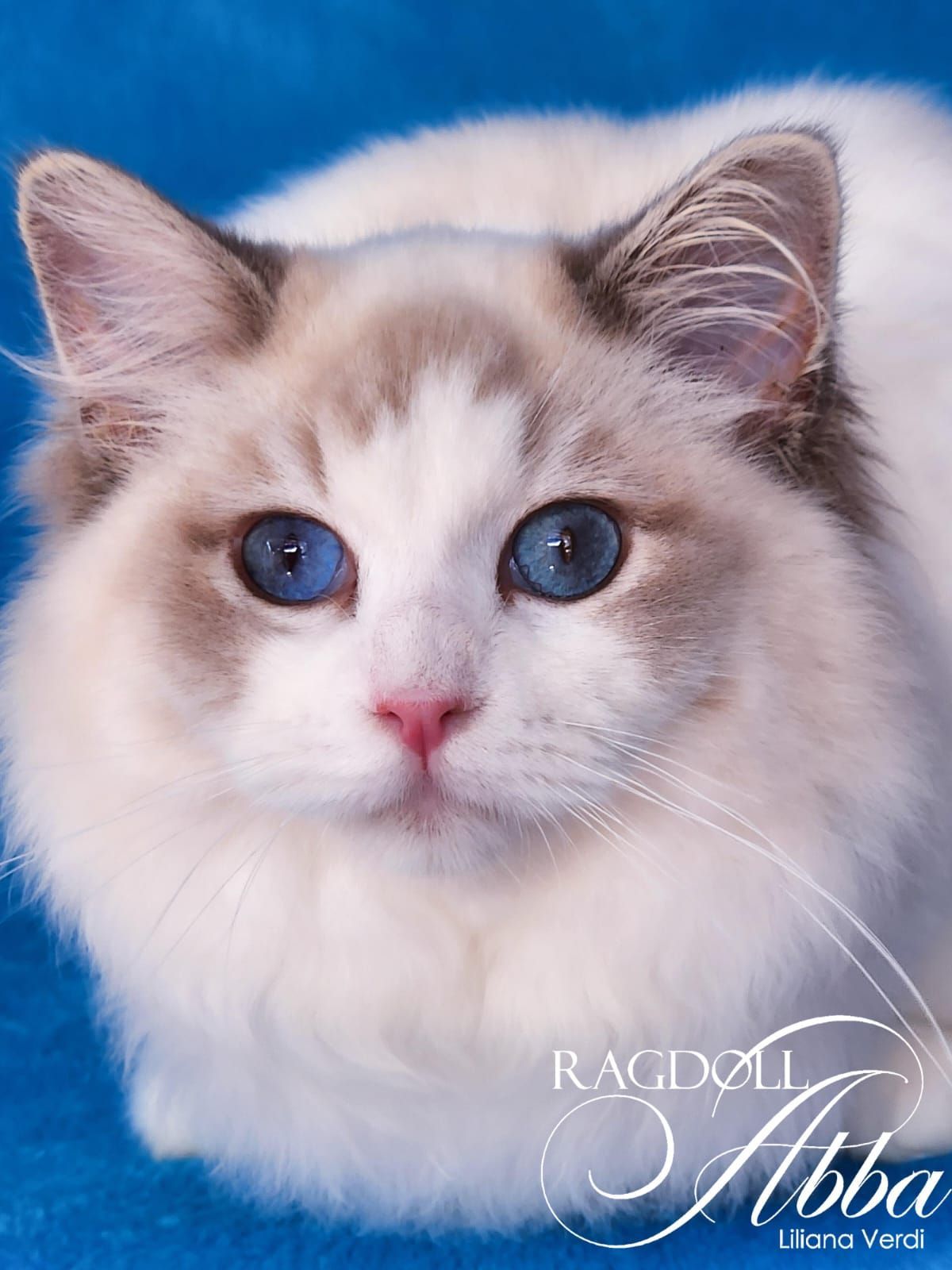 Ragdoll Abba