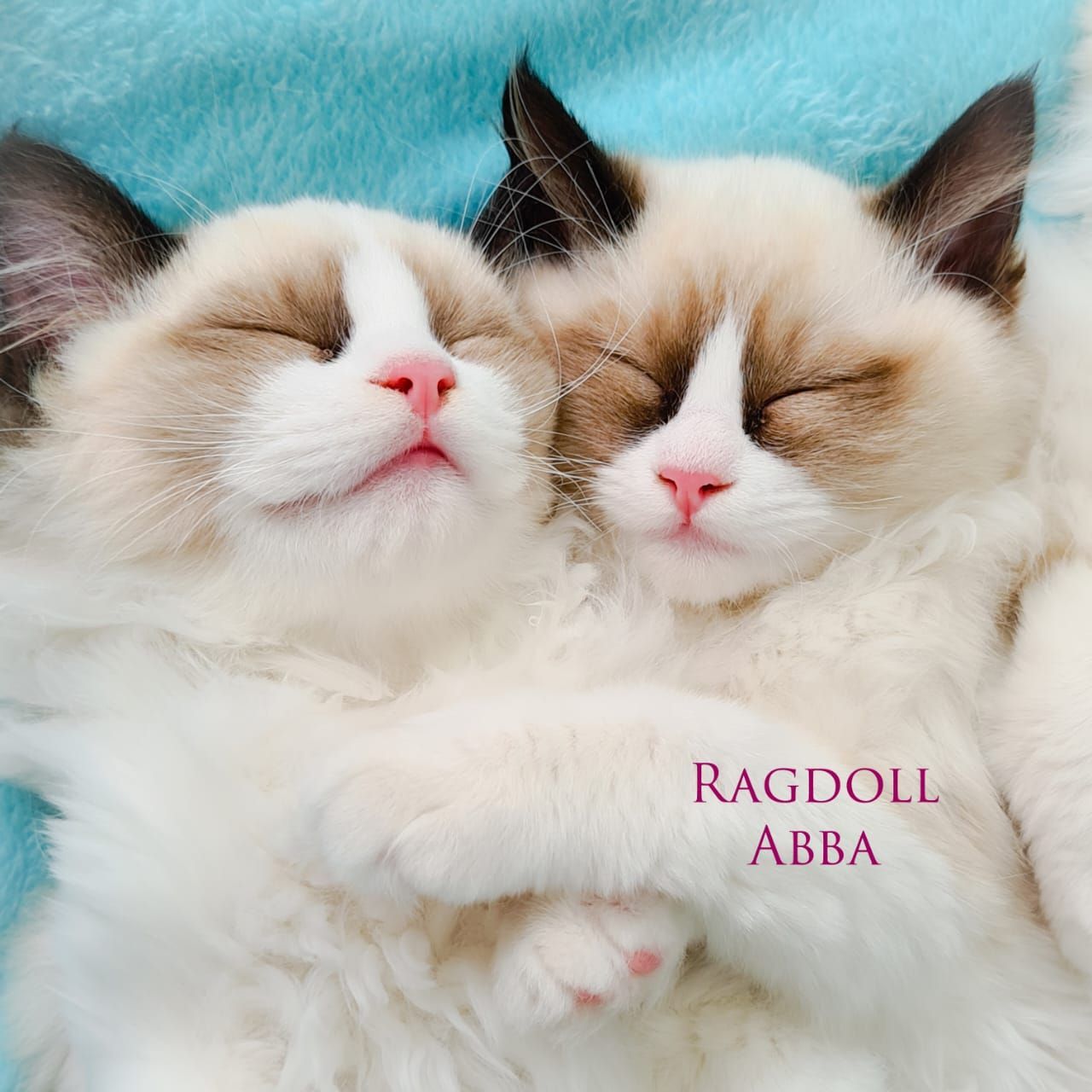 Ragdoll Abba