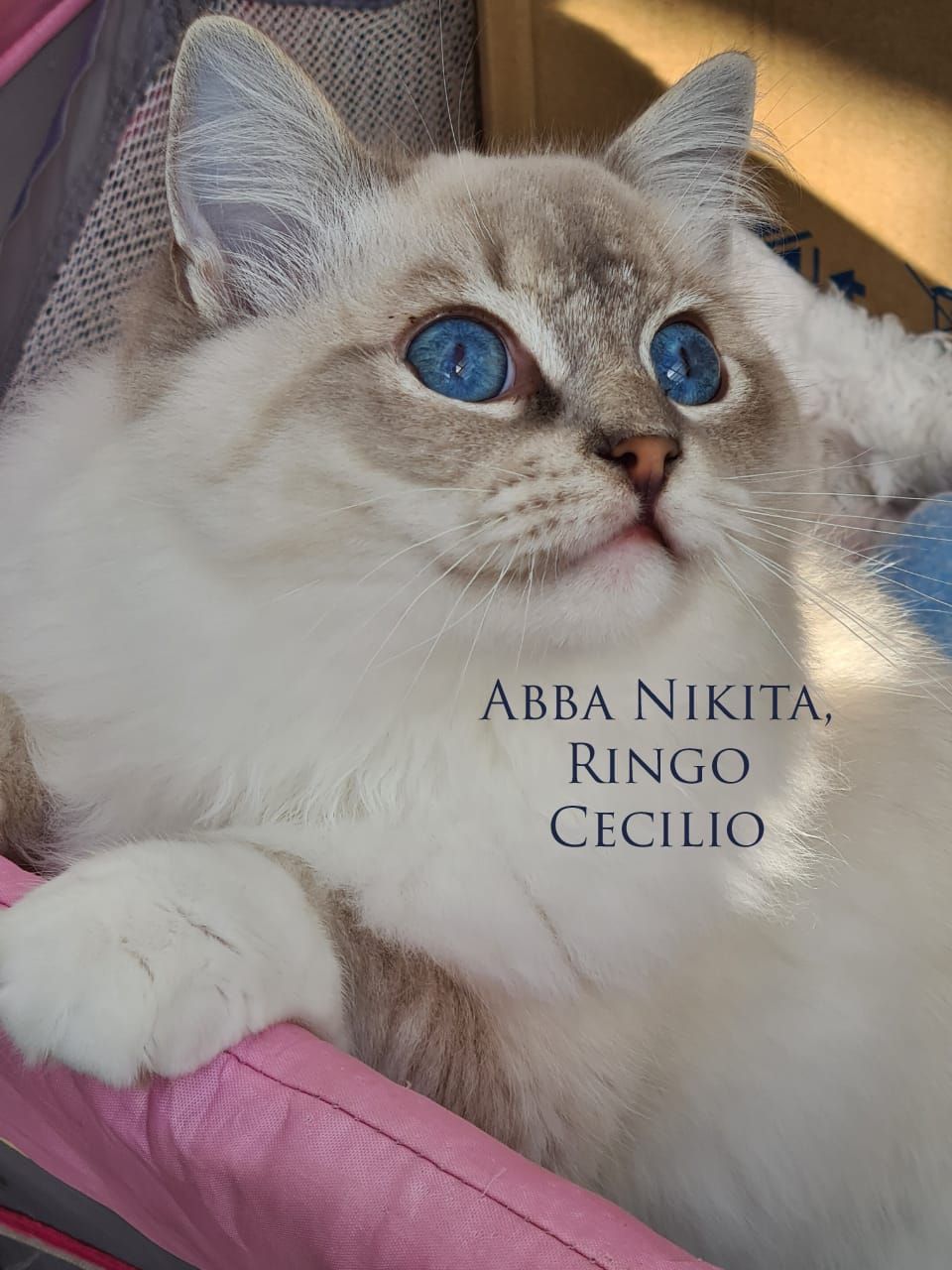 Ragdoll Abba