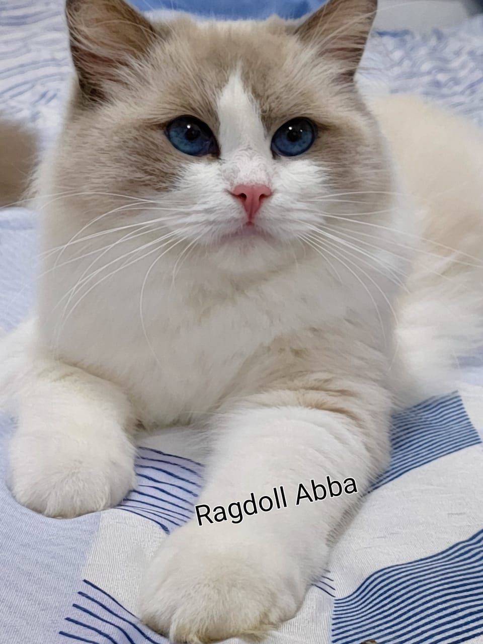 Ragdoll Abba