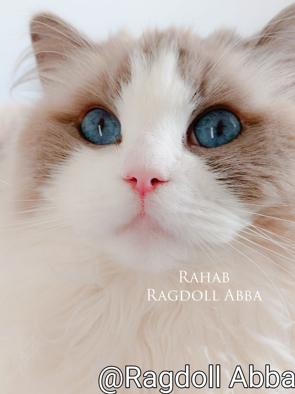 Ragdoll Abba