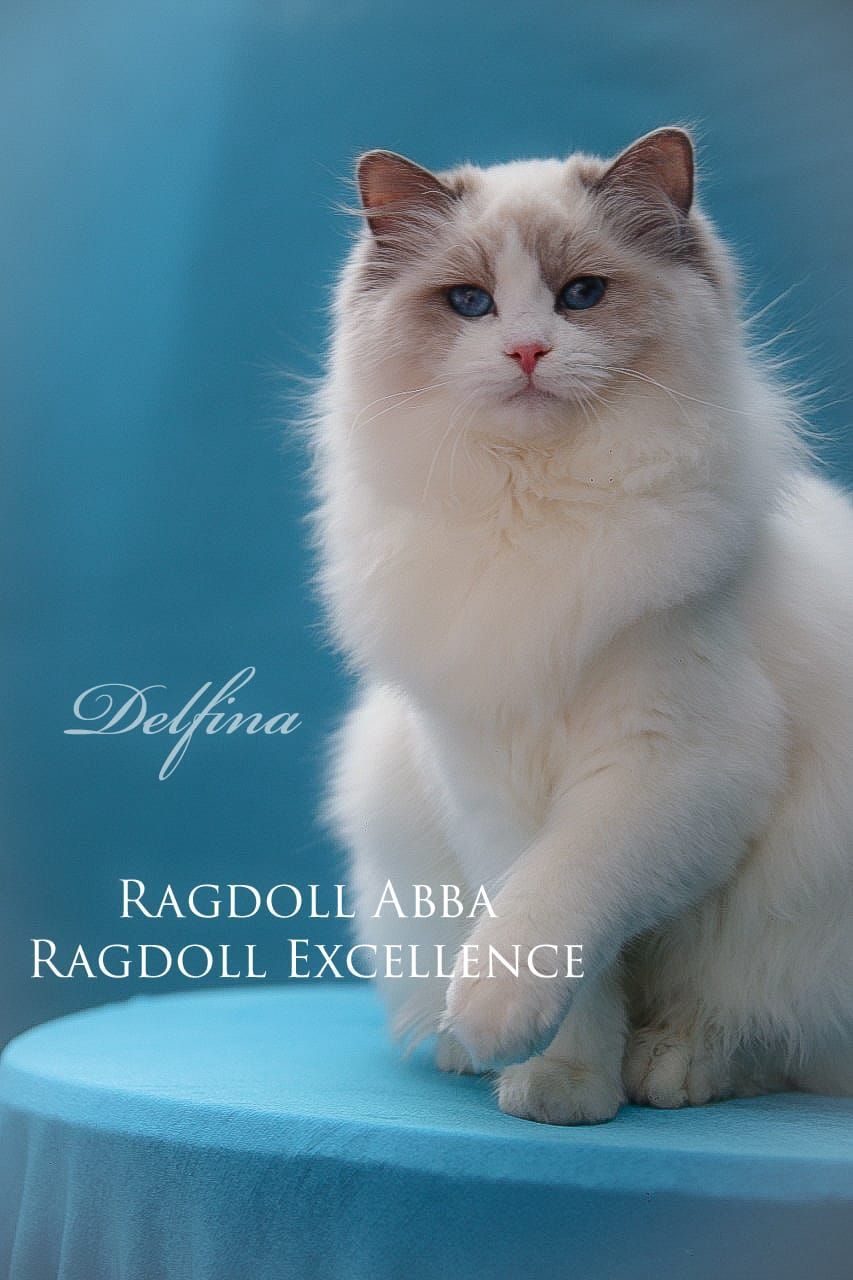 Ragdoll Abba