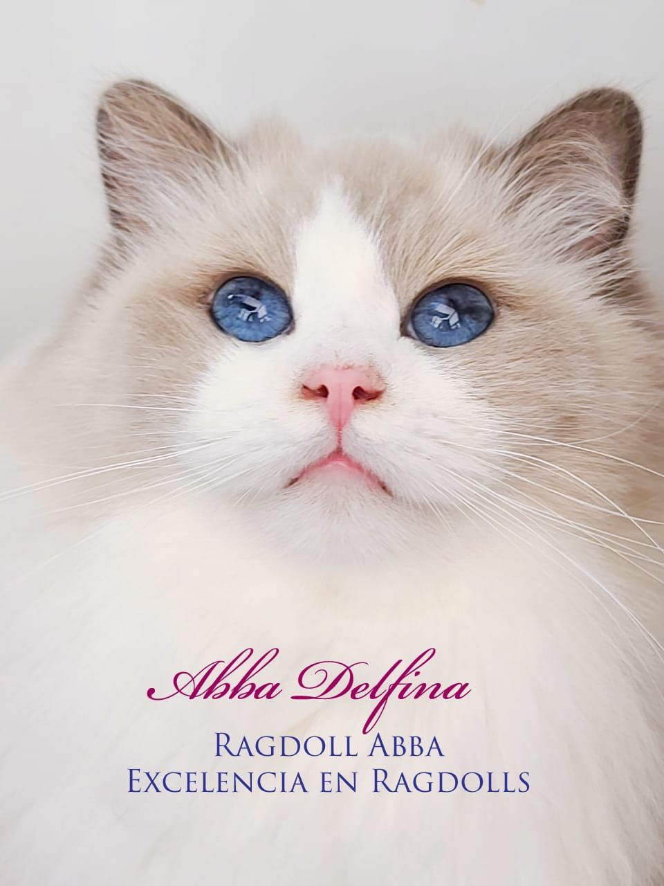 Ragdoll Abba