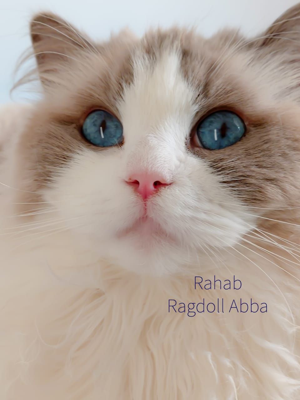 Ragdoll Abba