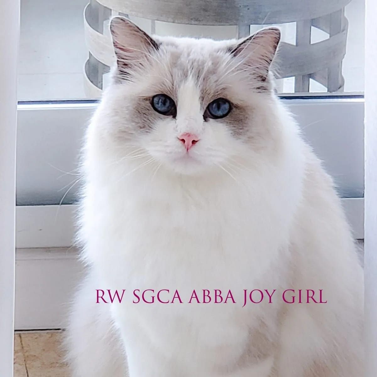 Ragdoll Abba