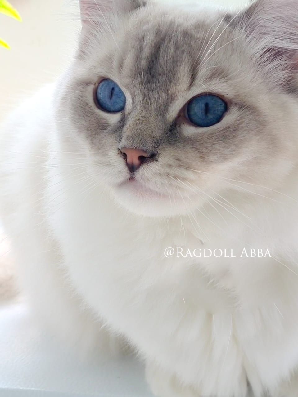 Ragdoll Abba