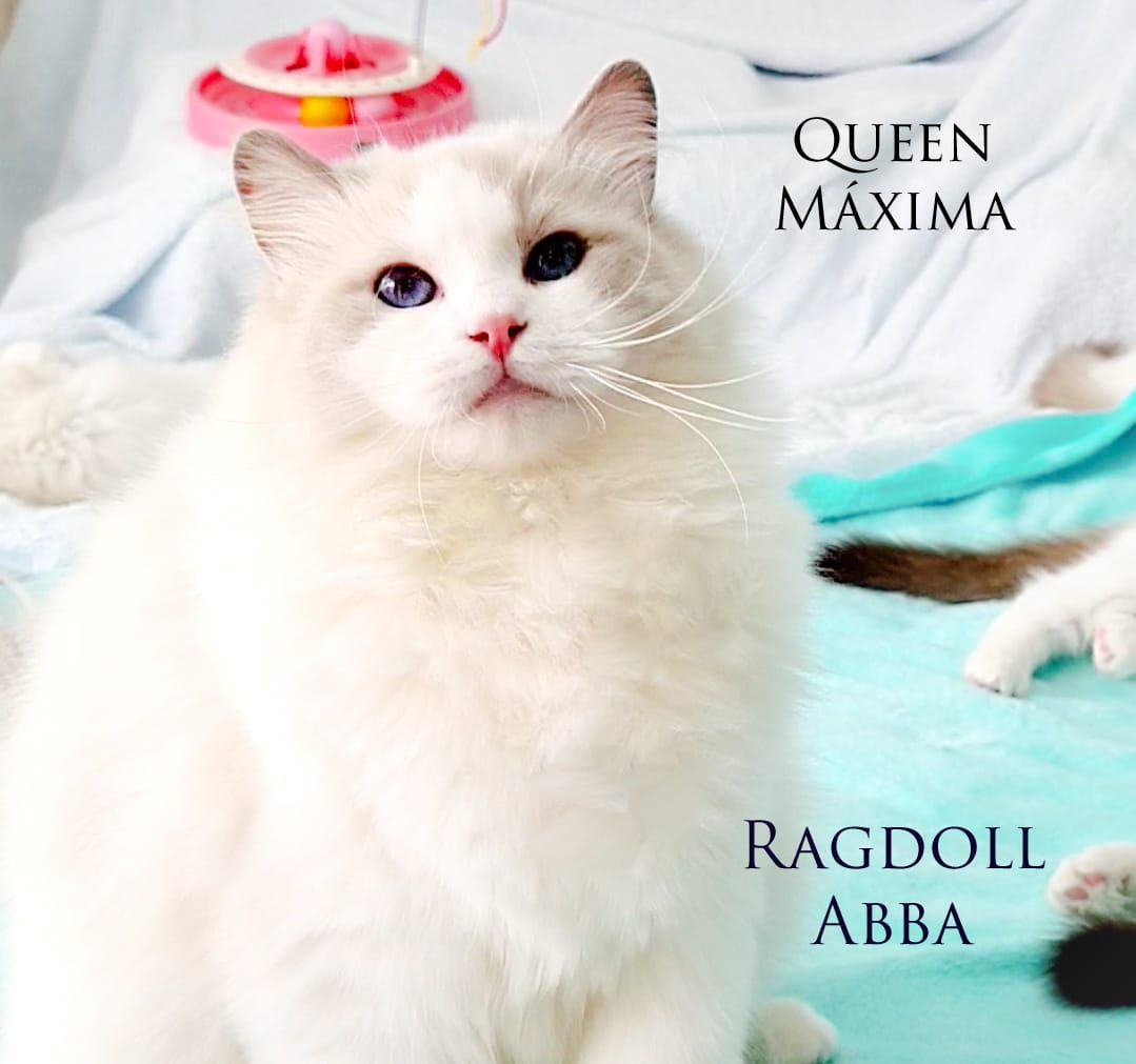 Ragdoll Abba
