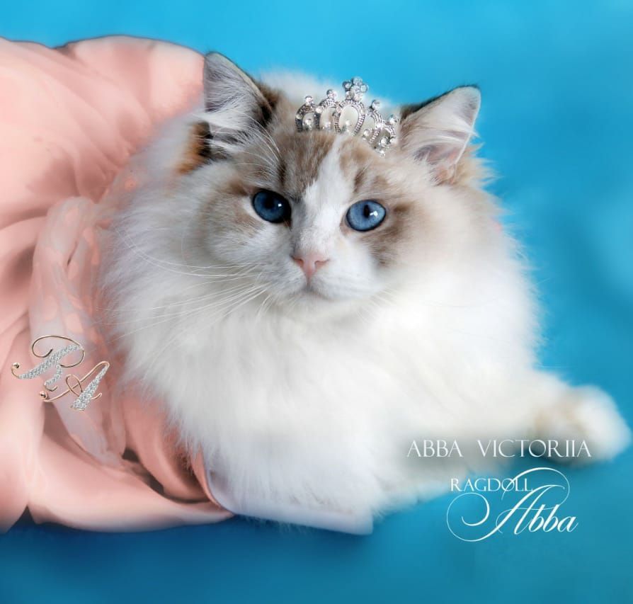 Ragdoll Abba