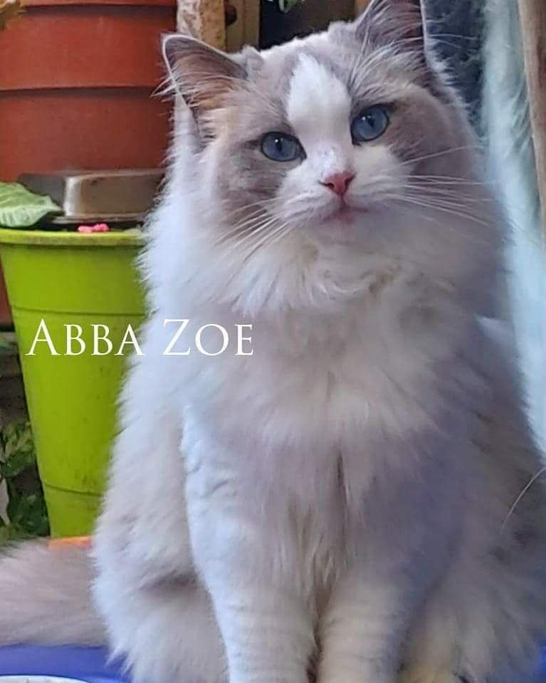 Ragdoll Abba