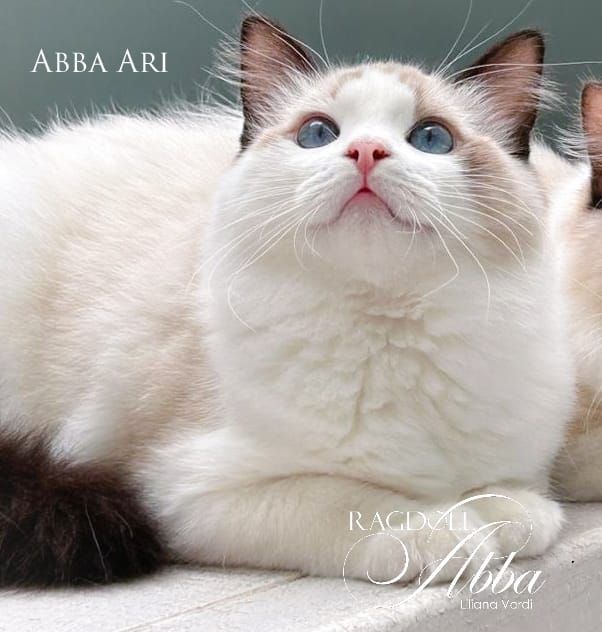 Ragdoll Abba