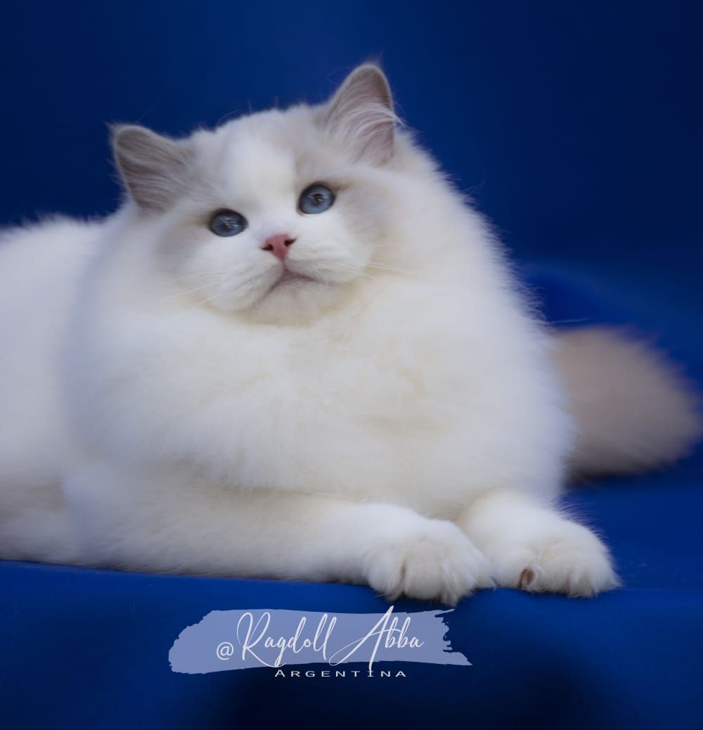 Ragdoll Abba