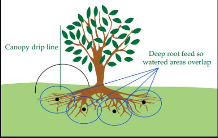 Deep Root Feedings