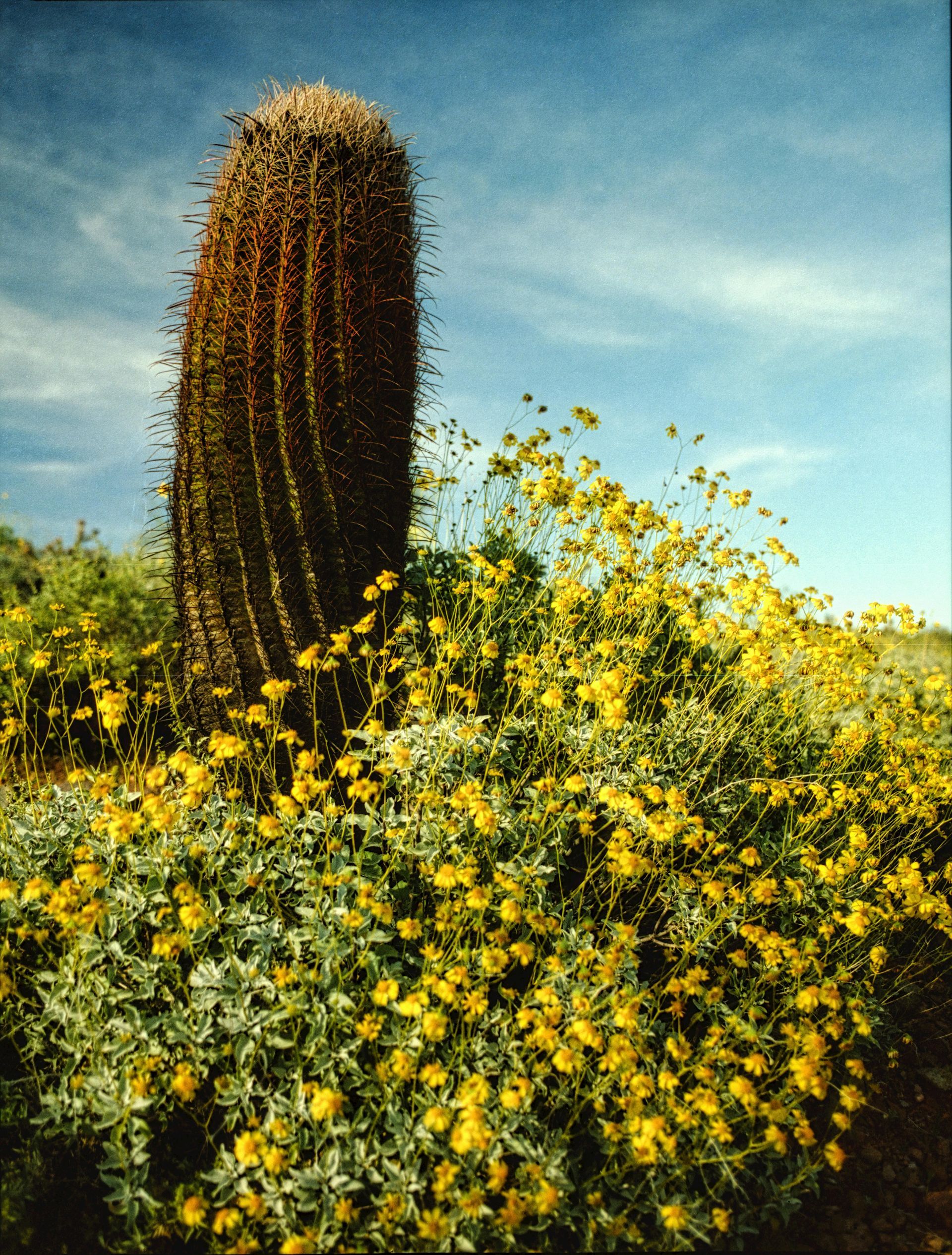 Cactus in a field of yellow wildflowers under a blue sky.