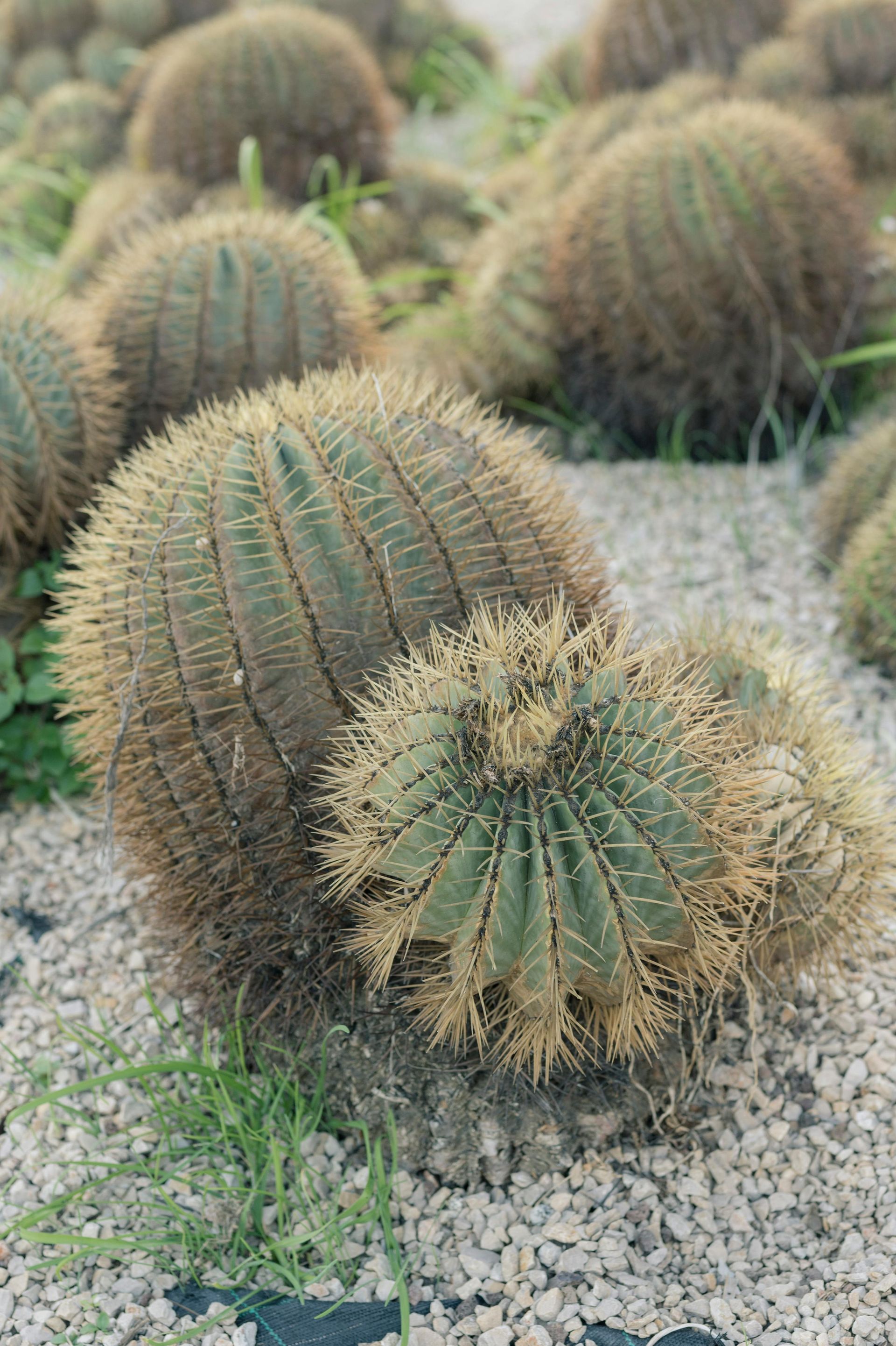 Spherical cacti with spiky spines, set in a gravel garden bed.