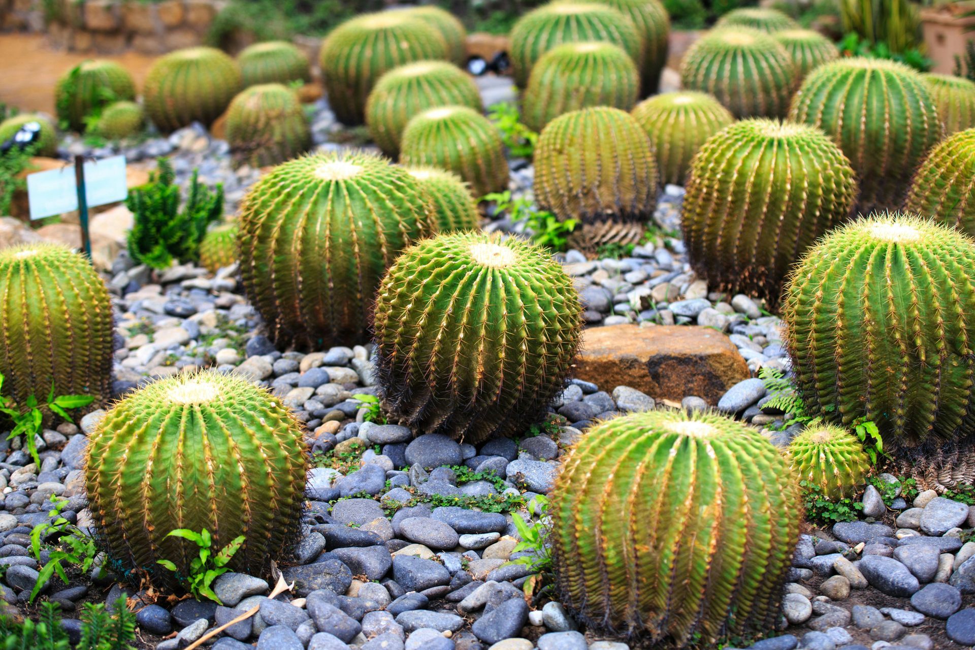 Golden barrel cacti garden bed with small, gray pebbles.