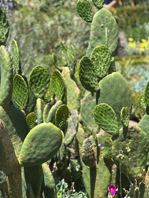 Green prickly pear cactus with flat pads, growing outdoors.