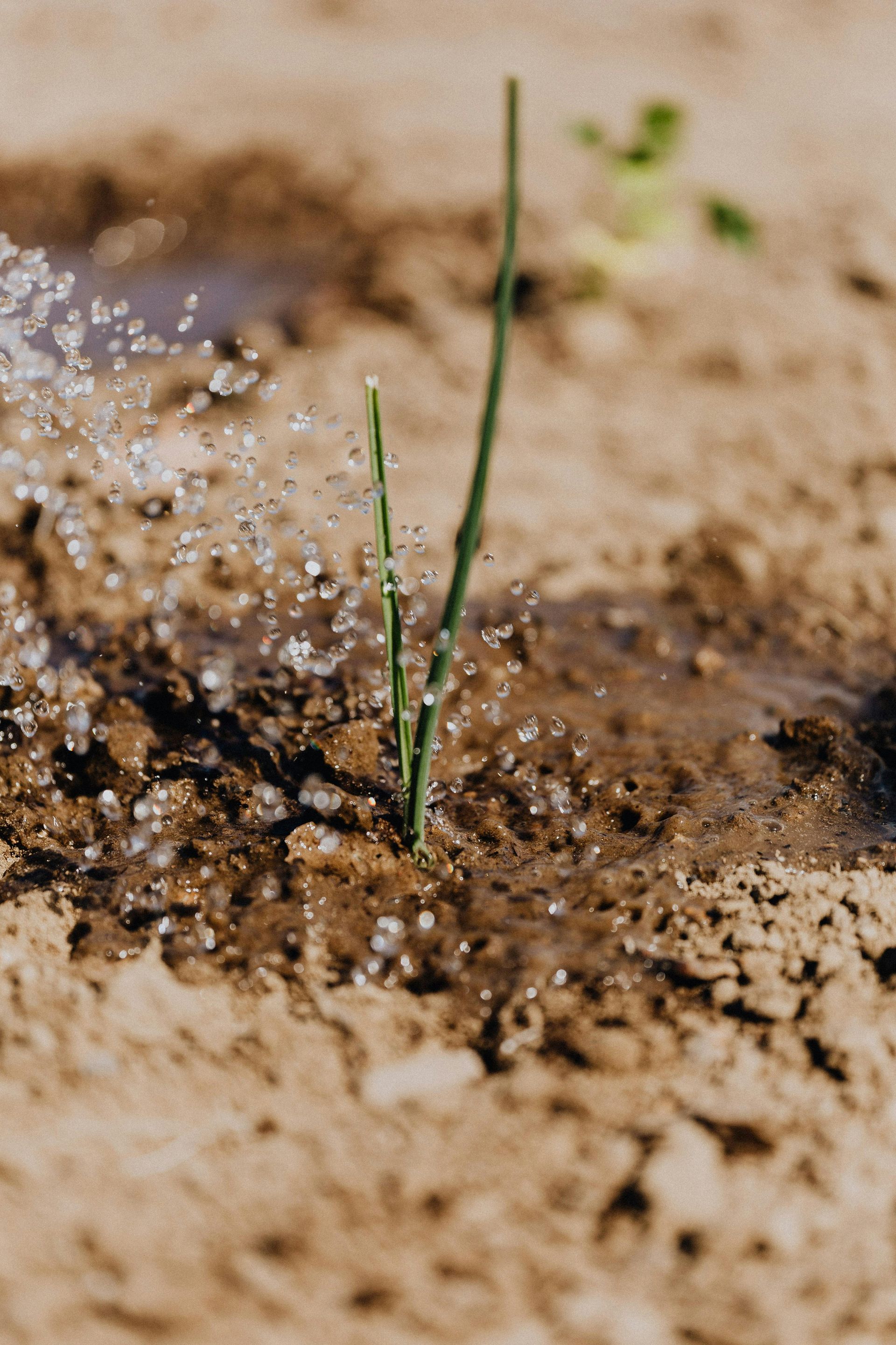 Water irrigates a small green sprout in brown soil.