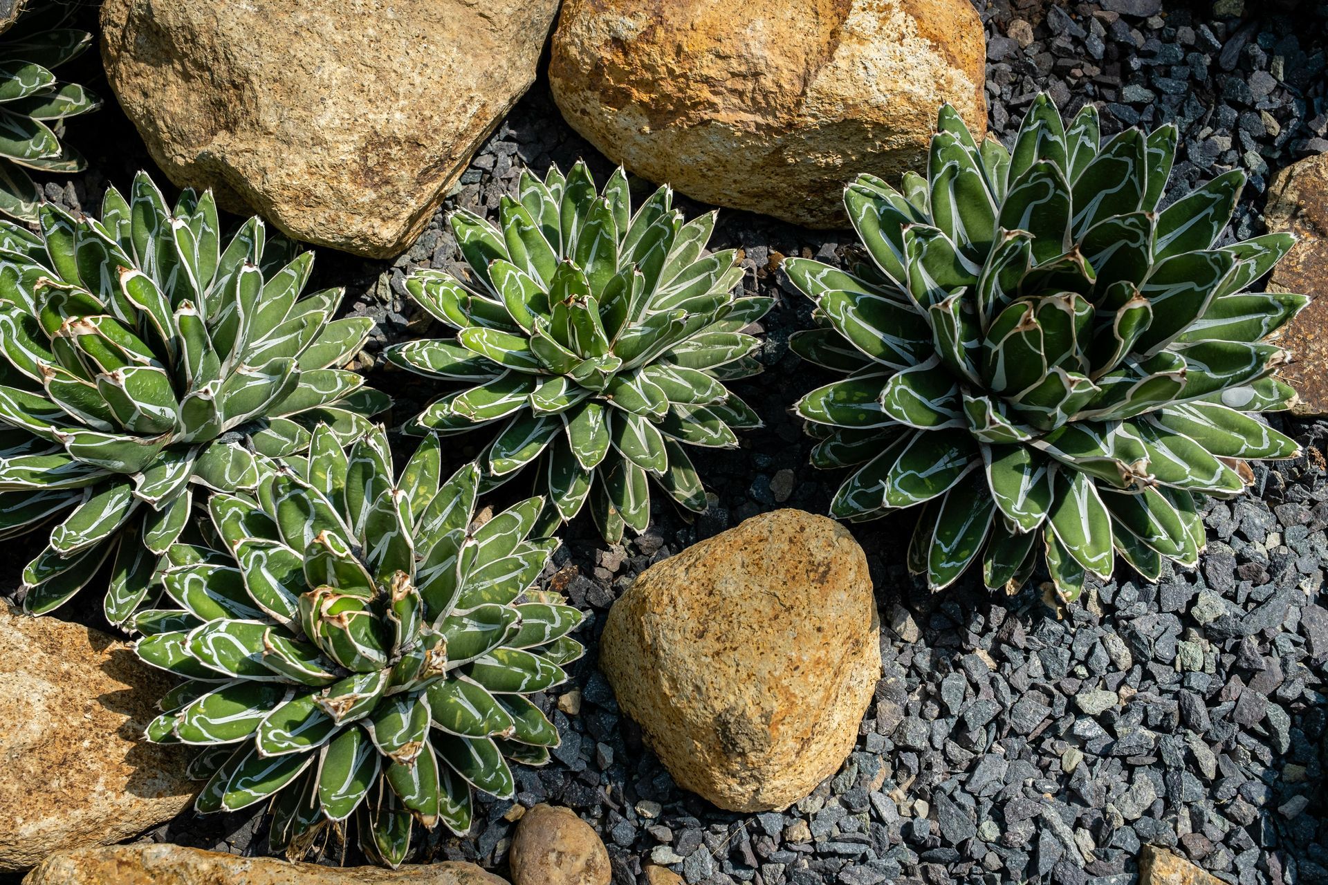 Succulent plants with white edges, surrounded by rocks and gravel.