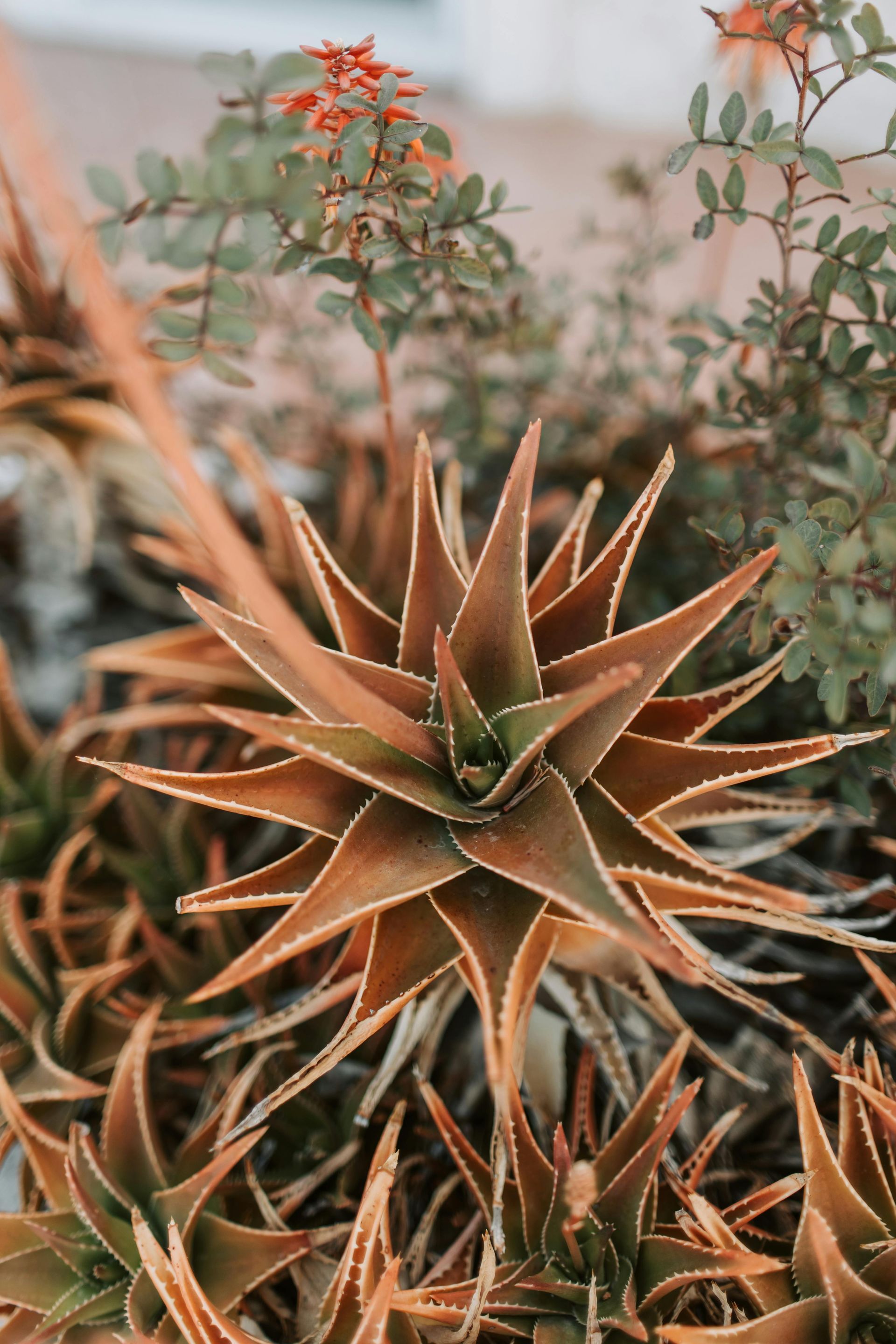 Aloe plant with sharp, reddish-brown leaves, surrounded by green foliage.