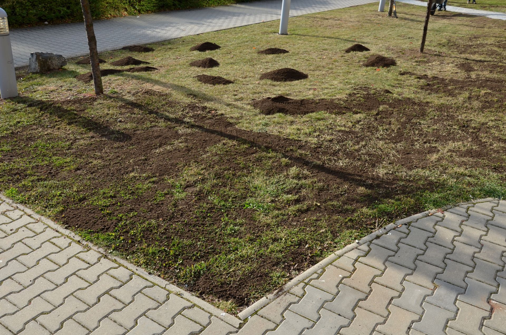 Lawn with several dark soil mounds, possibly molehills.  A paved walkway borders the grass near small trees.