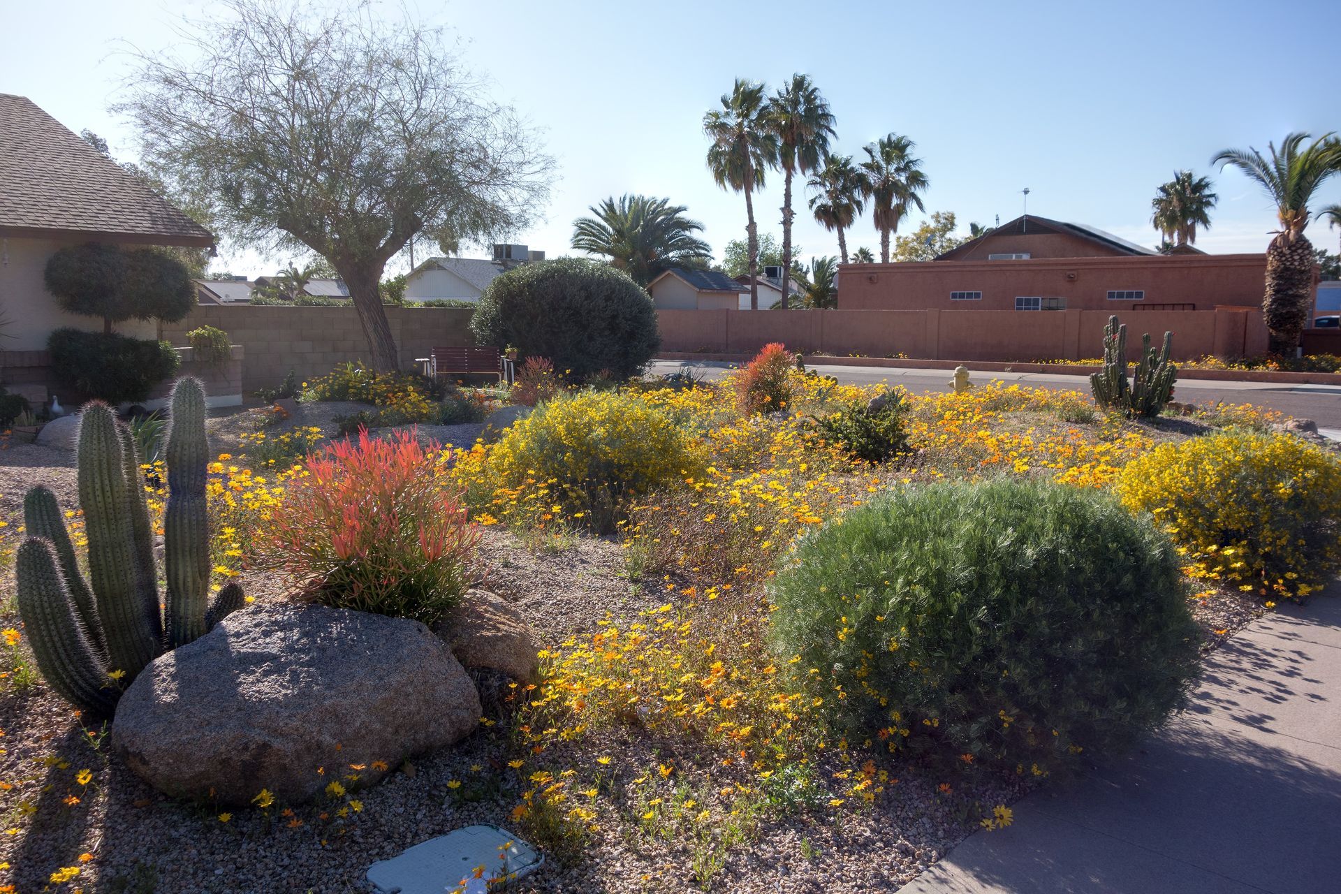 Desert landscaping with cactus, boulders, and yellow flowers, palm trees in the background under a sunny blue sky.
