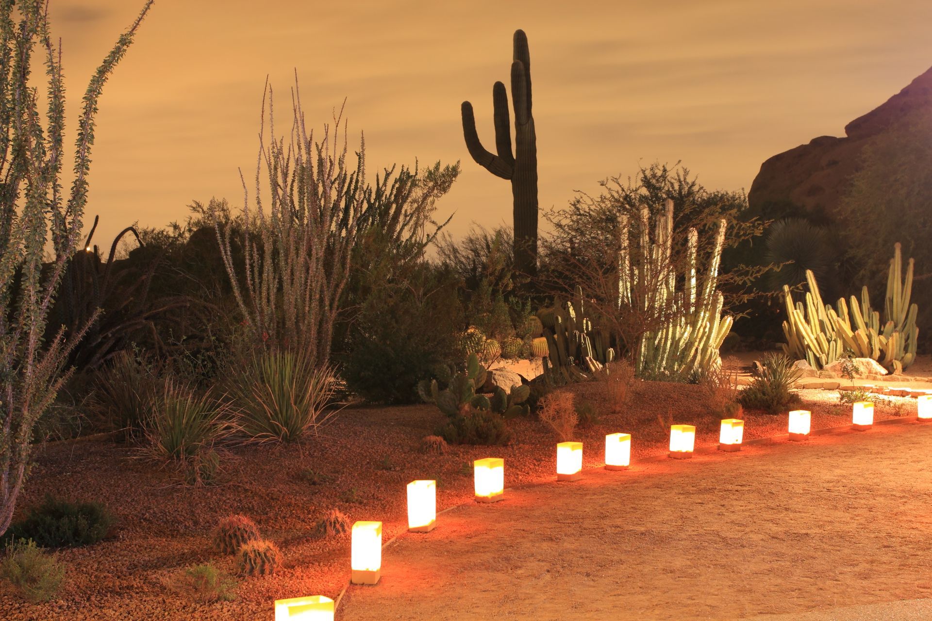 Lined luminarias illuminate a desert path at dusk, with cacti and shrubs in the background.