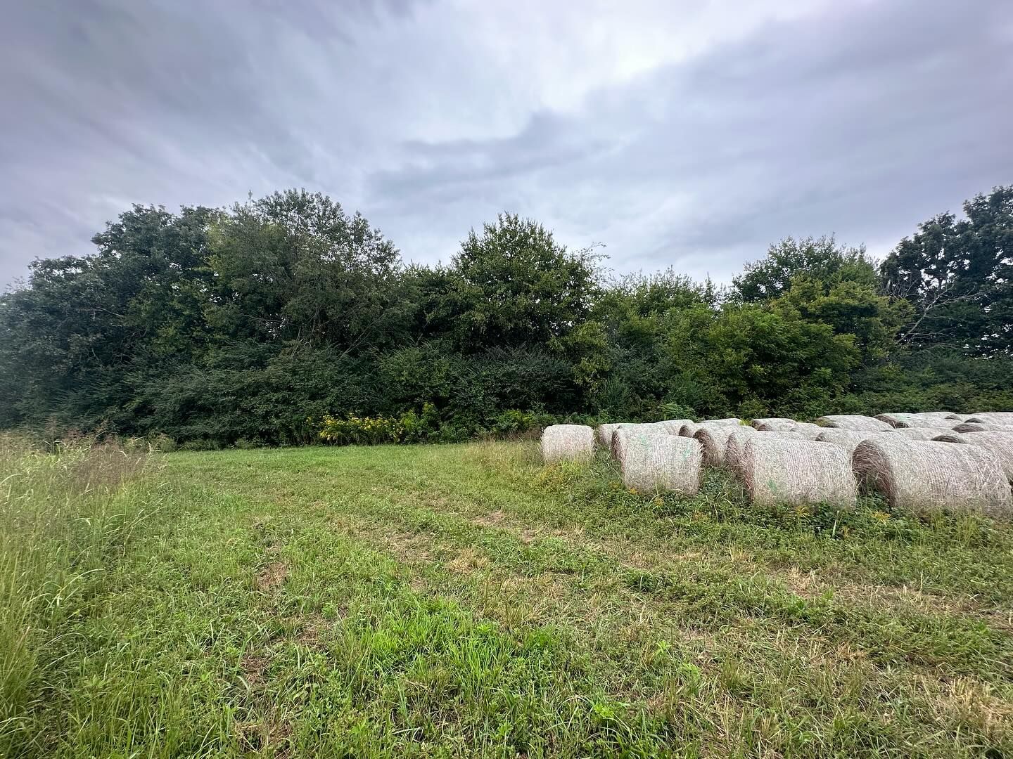 Field of green grass with hay bales, trees, and an overcast sky.