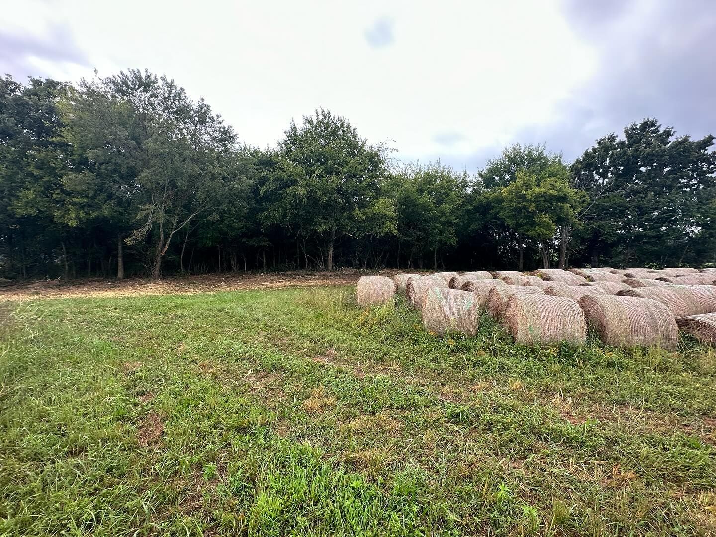 Hay bales sit in a field with green grass, trees behind against a cloudy sky.