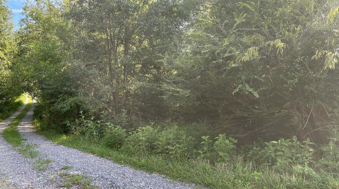 Gravel road curves into a wooded area, lush green foliage on either side under bright sunlight.